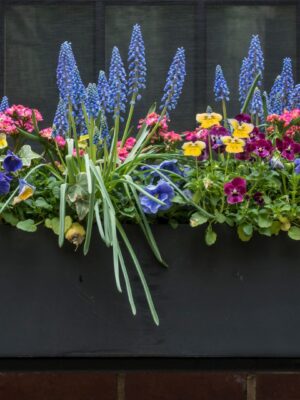 Vibrant Window Box Planter with Assorted Spring Flowers