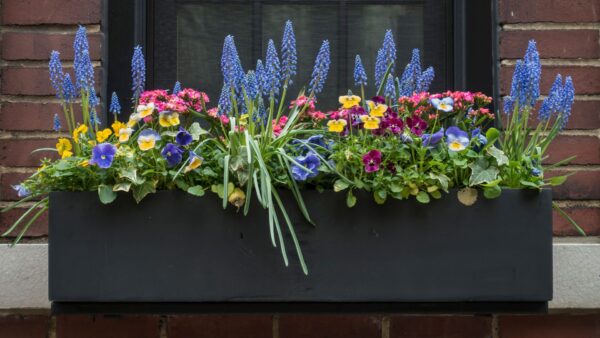 Vibrant Window Box Planter with Assorted Spring Flowers