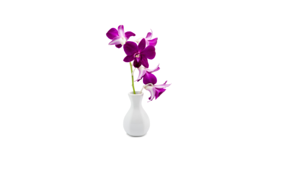 Small White Vase